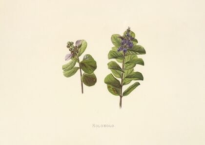 Kolokolo (1885)