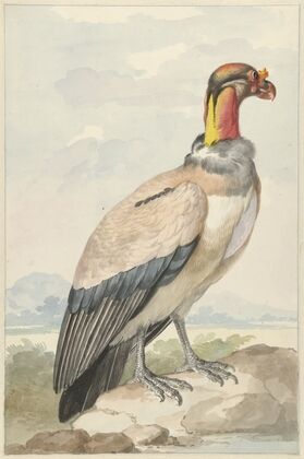 Koningsgier (Sarcoramphus papa)