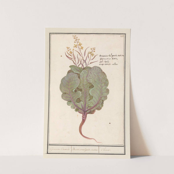 Kool (Brassica oleracea) Gemeene Cauwels. Brassica vulgaris saliva. Choux. (1596-1610) by Anselmus Boëtius de Boodt