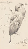 Kormoran (1907)