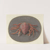 Krab by Jan Augustin van der Goes