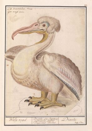 Kroeskoppelikaan (Pelecanus crispus) (1596-1610)