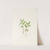 Kruhsea (flower). (Kruhsea streptopoides) (1925) by Mary Vaux Walcott