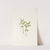 Kruhsea (flower). (Kruhsea streptopoides) (1925) by Mary Vaux Walcott