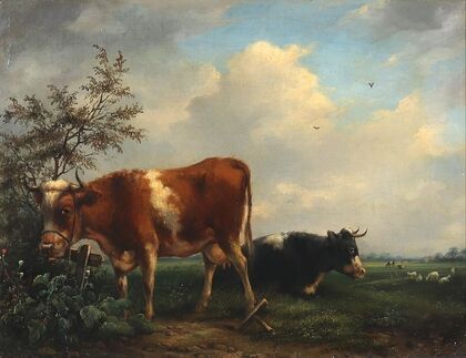 Kühe Auf Der Weide