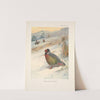 Kuser’s Blood Partridge (Ithagenes kuseri). (1918-1922) by Archibald Thorburn