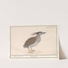 Kwak (Nycticorax nycticorax). (1596-1610) by Anselmus Boëtius de Boodt