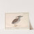 Kwak (Nycticorax nycticorax). (1596-1610) by Anselmus Boëtius de Boodt