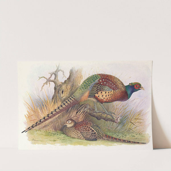 Kweichow Pheasant by Henry Jones