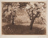 Kwitnący sad (1908)