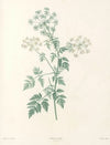 La botanique de J. J. Rousseau Pl 29