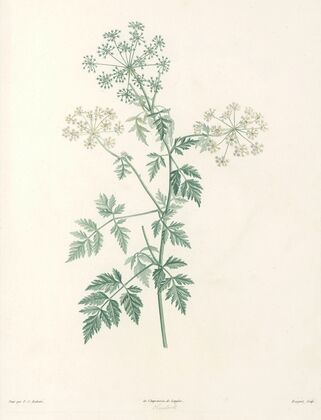 La botanique de J. J. Rousseau Pl 29