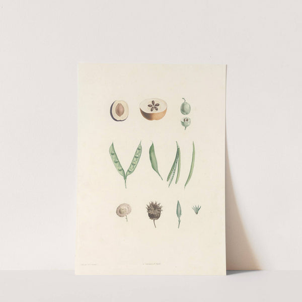 La botanique de J. J. Rousseau Pl 62 by Pierre Joseph Redouté