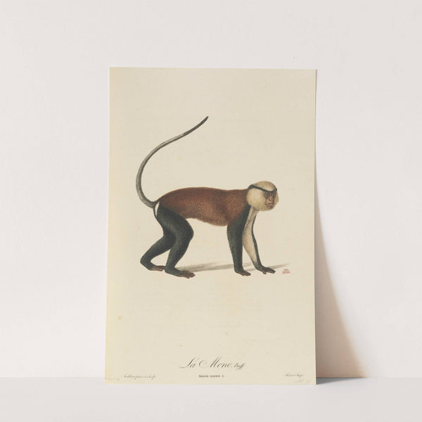 La Mone by Jean-Baptiste Audebert