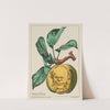La pomme. – M. Pouyer-Quertier (1871) by Zut (Alfred Le Petit)