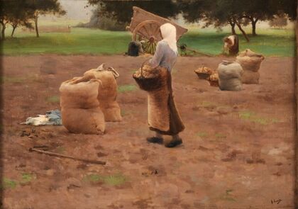 La récolte des pommes de terre