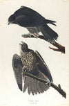 Labrador falcon