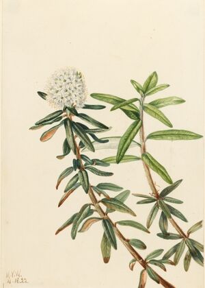 Maypop (Passiflora incarnata) (1926)