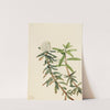 Labrador Tea (Ledum groenlandicum) (1922) by Mary Vaux Walcott