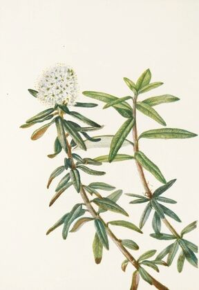 Bourgeau Rose (flower). Rosa bourgeauiana