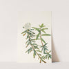 Labrador-tea. (Ledum groenlandicum) (1925) by Mary Vaux Walcott