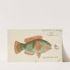 Labridae (Tas) : Wrasse by Frank Edward Clarke