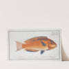 Labrus brasiliensis, The Brasilian Wrasse. (1785-1797) by Marcus Elieser Bloch