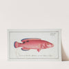 Labrus carneus, The red Wrasse. (1785-1797) by Marcus Elieser Bloch