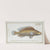 Labrus microlepidotus, The little scaled Wrasse. (1785-1797) by Marcus Elieser Bloch