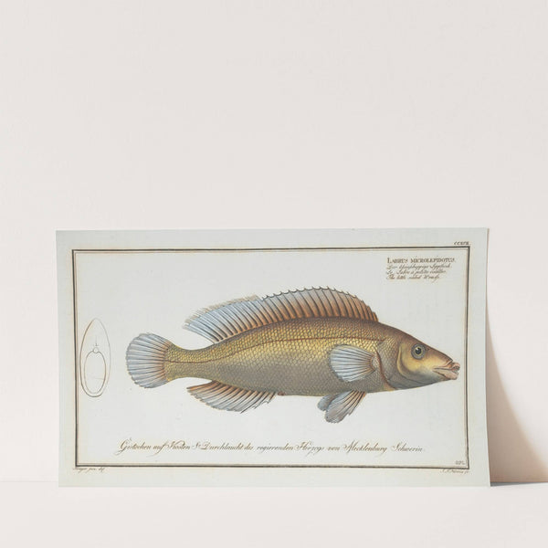 Labrus microlepidotus, The little scaled Wrasse. (1785-1797) by Marcus Elieser Bloch