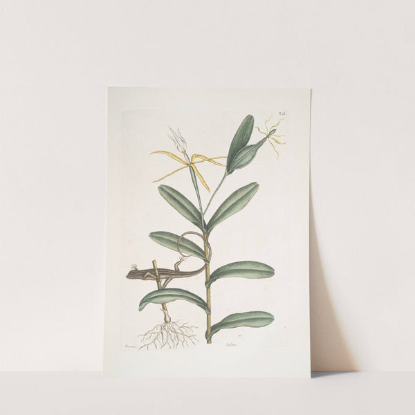 Lacertus griseus, The Lion-Lizard; Viscum. by Mark Catesby