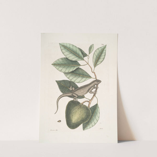 Lacertus Indicus, The Guana; Anona. by Mark Catesby