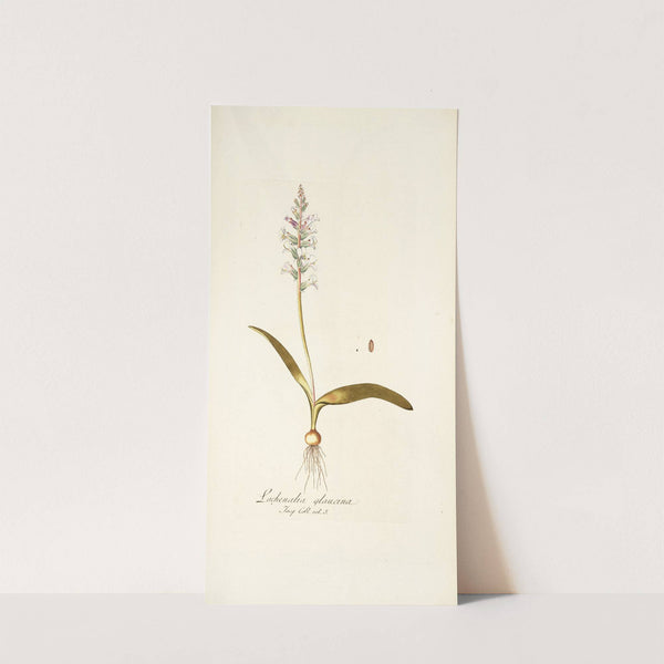 Lachenalia glaucina by Nikolaus Joseph Freiherr von Jacquin