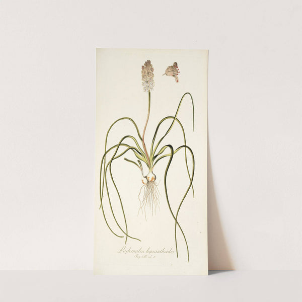 Lachenalia hyacinthoides by Nikolaus Joseph Freiherr von Jacquin