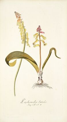 Lachenalia luteola