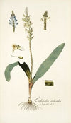 Lachenalia orchioides