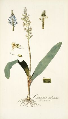 Lachenalia orchioides