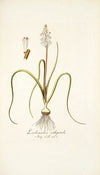 Lachenalia orthopetala