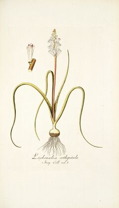 Lachenalia orthopetala