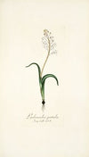 Lachenalia patula