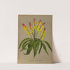 Lachenalia Pendula 2 Lachenalia Quaoricolor (1872-1881) by Arentina Hendrica Arendsen