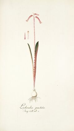 Lachenalia punctata