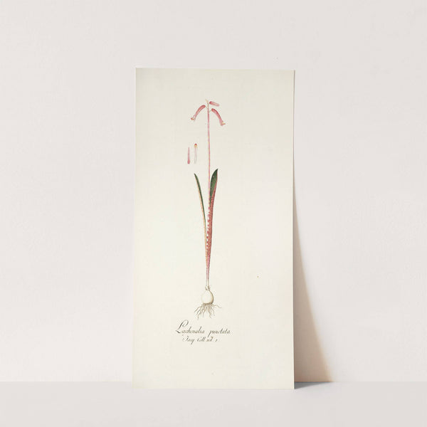 Lachenalia punctata (1781-1793) by Nikolaus Joseph Freiherr von Jacquin