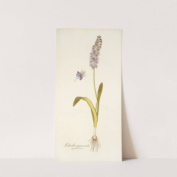 Lachenalia purpurocoerulea (1781-1793) by Nikolaus Joseph Freiherr von Jacquin