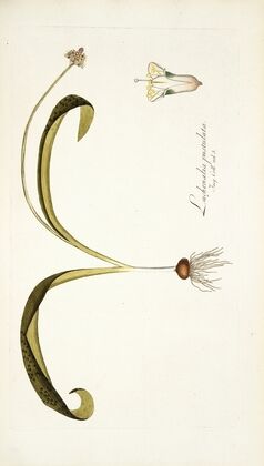 Lachenalia pustulata