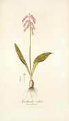 Lachenàlia rubida