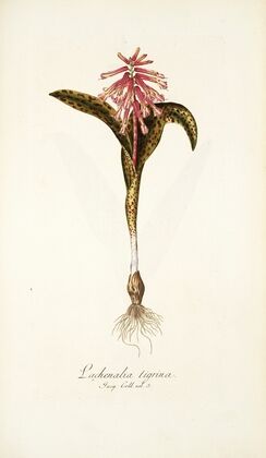 Lachenalia tigrina