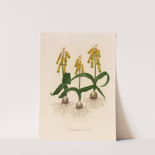 Lachenalia tricolor (1818-1824) by Gaetano Savi