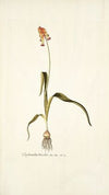 Lachenalia tricolor
