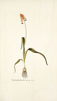 Lachenalia tricolor